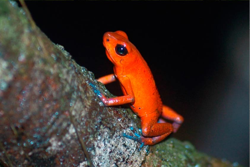 La mejor exhibición de ranas en Costa Rica